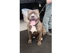 Adopt BREWSTER a American Pit Bull Terrier / Mixed dog in Fremont, OH (41305020)