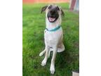 Adopt Remus Lonestar a Tan/Yellow/Fawn - with Black Anatolian Shepherd / Mixed