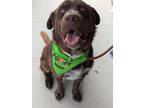 Adopt Nestley a Labrador Retriever dog in Windsor, CO (41218879)