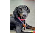 Adopt Boone Steele a Black Doberman Pinscher / Mixed dog in Rockaway