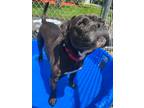 Adopt Miriam a Boxer / Mixed Breed (Medium) / Mixed dog in Fall River