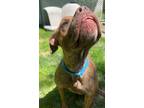 Adopt Ladybird a American Pit Bull Terrier / Mixed Breed (Medium) / Mixed dog in