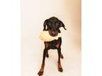 Adopt Luna a Doberman Pinscher / Mixed dog in Fall River, MA (41043469)
