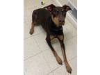 Adopt Porkchop a Doberman Pinscher / Mixed dog in Fall River, MA (41245040)