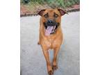 Adopt Waldo a American Pit Bull Terrier / Mixed dog in Boone, IA (41168507)