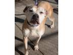 Adopt Lottie bonded with Lettie a American Pit Bull Terrier / Mixed dog in