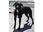 Adopt Comet (Midnight) a Labrador Retriever / American Pit Bull Terrier / Mixed