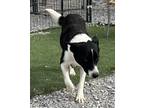 Adopt Lassie (A1777601) a Border Collie / Mixed dog in Pahrump, NV (41194393)