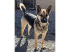 Adopt Jesse a German Shepherd Dog / Mixed Breed (Medium) / Mixed dog in Pahrump