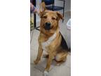 Adopt Grizzly a German Shepherd Dog / Mixed dog in Pahrump, NV (41160418)