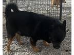 Adopt Oreo a Schipperke / Mixed dog in Pahrump, NV (41390684)