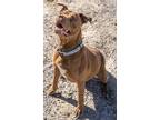 Adopt Gypsy a American Pit Bull Terrier / Mixed dog in Pahrump, NV (40959434)