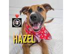 Adopt Hazel Katia Your Loyal Adventures Girl a Brown/Chocolate Boxer dog in