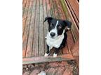 Adopt Cookie 3139 a Black - with White Collie / Mixed dog in STEPHENS CITY