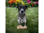 Adopt Bowie (Atlas) a Australian Cattle Dog / American Pit Bull Terrier / Mixed