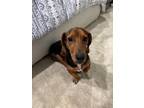 Adopt Rocky a Dachshund / Mixed Breed (Medium) / Mixed dog in Sharpsburg