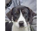 Adopt Tom a Tricolor (Tan/Brown & Black & White) Treeing Walker Coonhound /