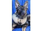 Adopt Leonard a Brown/Chocolate - with Black German Shepherd Dog / Mixed dog in