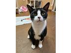 Adopt Stella a Siamese / Mixed (short coat) cat in Ocala, FL (41458354)