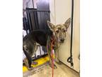 Adopt Onyx a Dutch Shepherd / Cattle Dog / Mixed dog in Athens, TN (41458335)