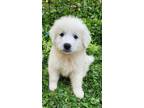 Adopt Hamlet a Great Pyrenees / Mixed dog in Crocker, MO (41458324)
