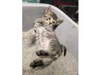 Adopt Maple a Abyssinian / Mixed (short coat) cat in Crocker, MO (41418307)