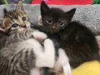 Adopt Willow a Abyssinian / Mixed (short coat) cat in Crocker, MO (41418305)