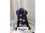Adopt Ruger a Boxer / Mixed dog in Crocker, MO (41349264)