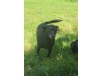 Adopt Izzie a Mixed Breed (Medium) / Mixed dog in Crocker, MO (41445294)