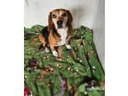 Adopt Molly a Tricolor (Tan/Brown & Black & White) Beagle / Mixed dog in