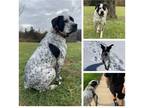 Adopt Chico a White - with Black Boxer / Australian Cattle Dog / Mixed dog in