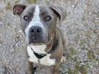 Adopt Kascia a Gray/Silver/Salt & Pepper - with White Pit Bull Terrier / Mixed
