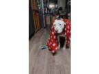 Adopt Holly a White - with Tan, Yellow or Fawn Pit Bull Terrier / Mixed dog in