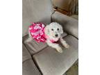Adopt Tina a White Bichon Frise / Mixed dog in Cuyahoga Falls, OH (41345799)