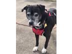 Adopt Boomer - Pendng a Black - with White Labrador Retriever / Mixed dog in