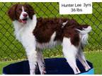 Adopt OK/Hunter Lee a Brown/Chocolate - with White Brittany / Mixed dog in Soddy