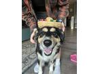 Adopt Nelly a Black - with Tan, Yellow or Fawn Australian Cattle Dog / German