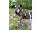 Adopt 2312-1503 Draco (Off Site Foster) a Plott Hound / Mixed dog in Virginia