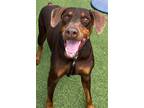 Adopt Nike 3193 a Red/Golden/Orange/Chestnut Doberman Pinscher / Mixed dog in