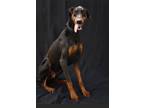 Adopt Leo 3181 a Black - with Brown, Red, Golden, Orange or Chestnut Doberman