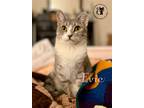 Adopt Evie a Gray, Blue or Silver Tabby Domestic Shorthair / Mixed (short coat)
