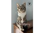 Adopt Brittany a Brown Tabby Domestic Shorthair / Mixed (short coat) cat in