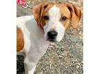 Adopt Kiwi a Dachshund / Terrier (Unknown Type, Medium) / Mixed dog in