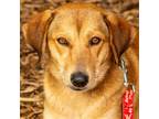 Adopt Athena a Tan/Yellow/Fawn Collie / Terrier (Unknown Type