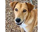 Adopt Artemis a Collie / Terrier (Unknown Type, Medium) / Mixed dog in