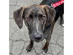 Adopt Larry a Mountain Cur / Terrier (Unknown Type, Medium) / Mixed dog in