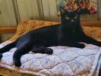 Adopt Allure a All Black American Shorthair / Mixed cat in Ellijay