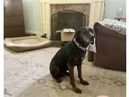 Adopt Ellie Mae (5yo, 46lbs) a Hound (Unknown Type) / Labrador Retriever / Mixed