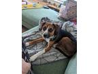 Adopt Bagel a Miniature Pinscher / Dachshund / Mixed dog in Salt Lake City