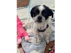 Adopt Jackie a Terrier (Unknown Type, Medium) / Shih Tzu / Mixed dog in Salt